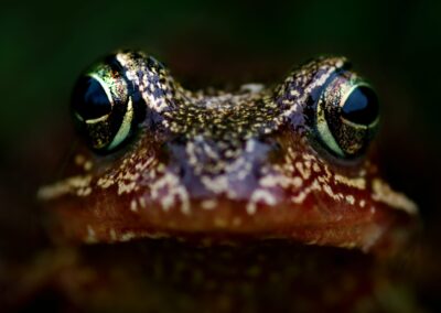 My Conversation with a Frog