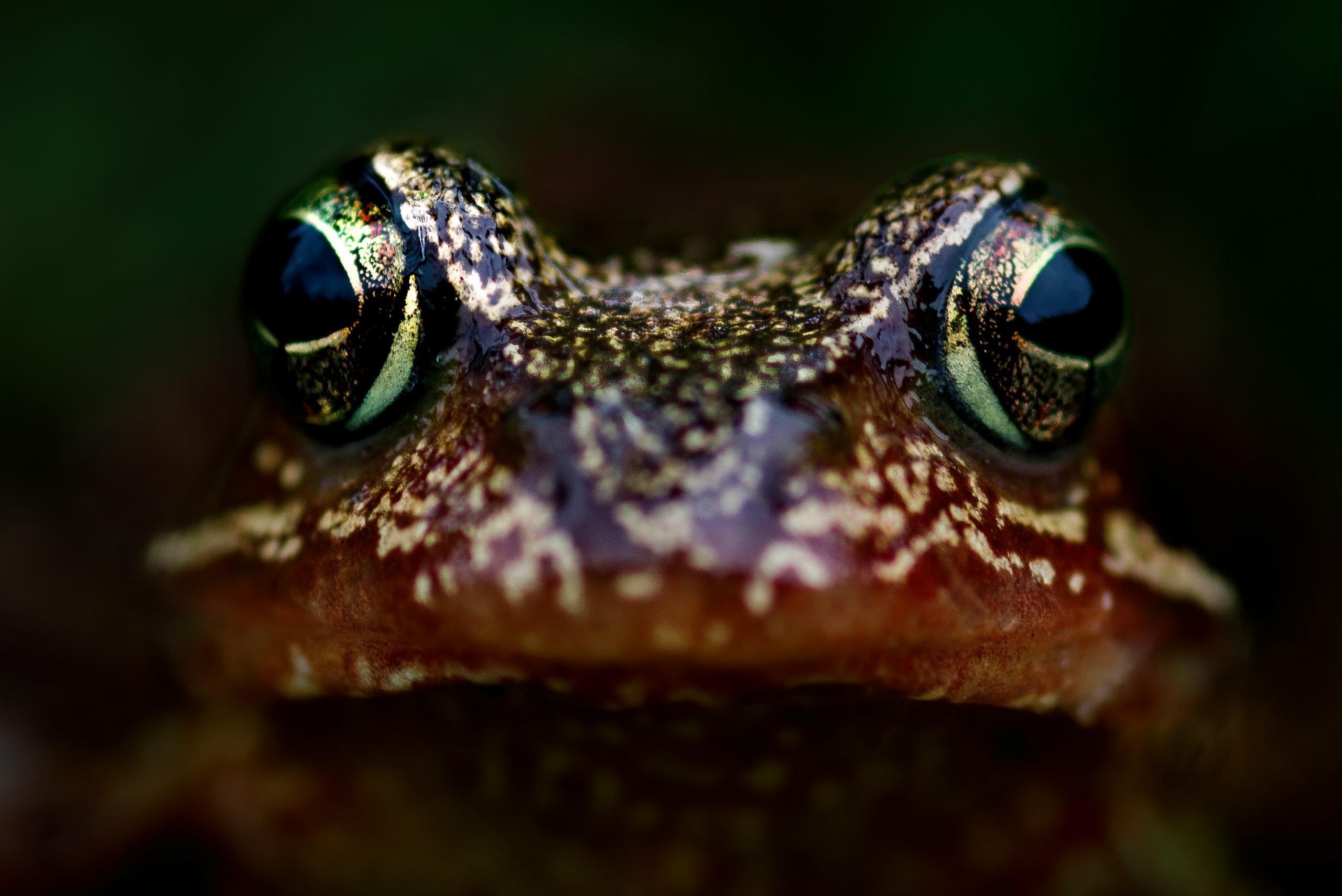 My Conversation with a Frog
