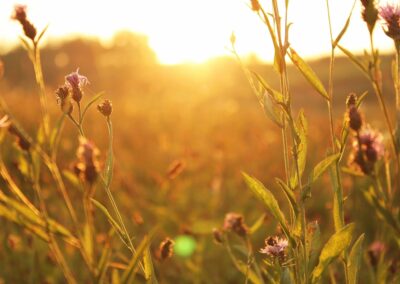 Spring, a time for creating ‘new beginnings’!